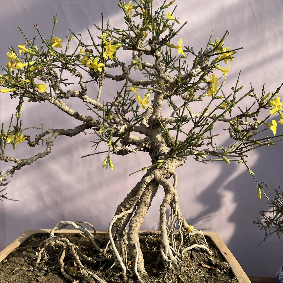 迎春花盆景直播间一物一拍链接