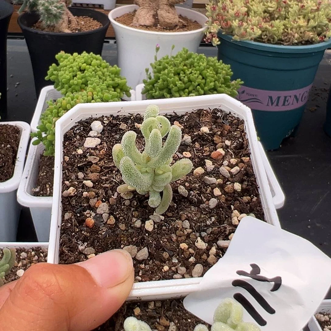 N****'115号2颗橙叶锦5.25多肉