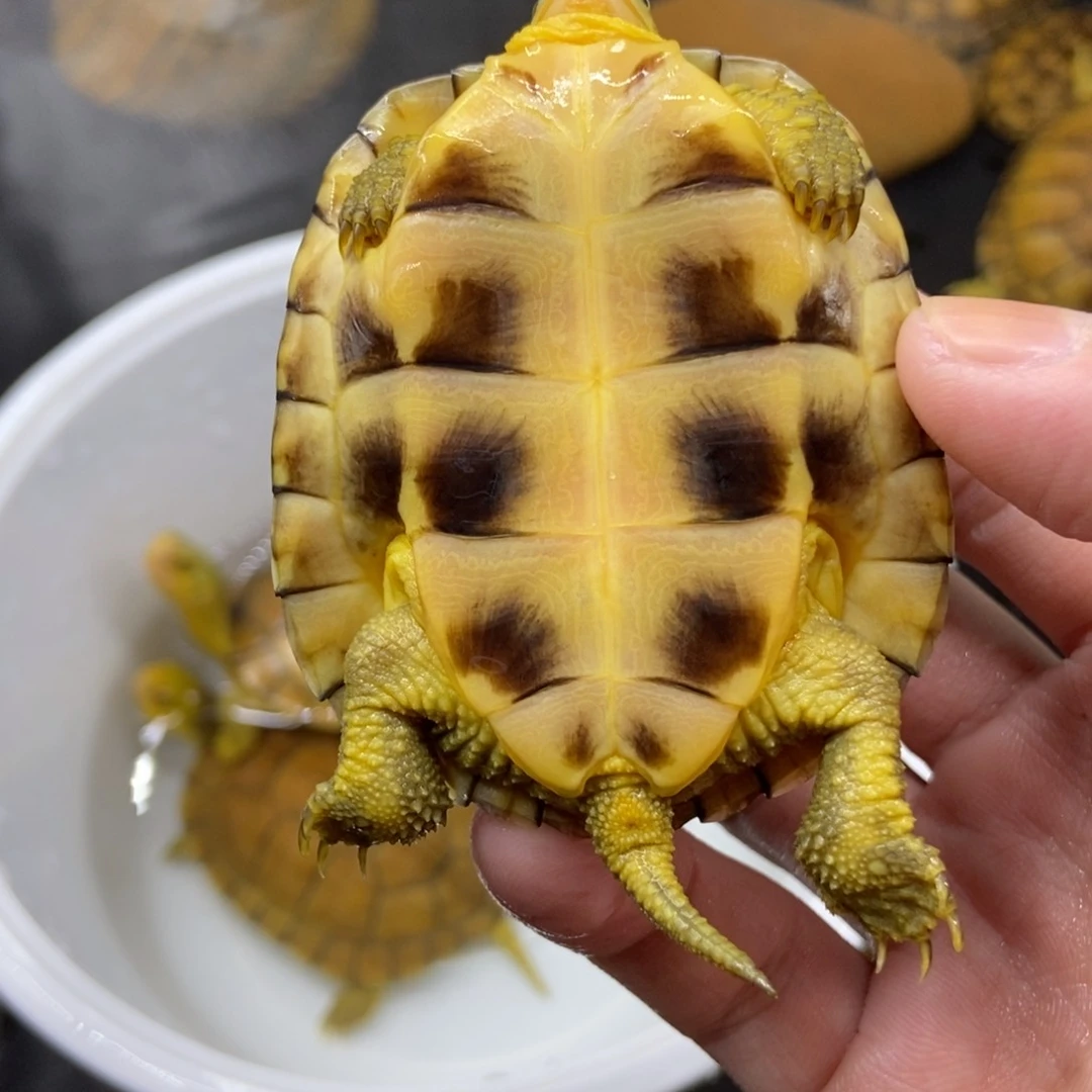 不分公母绿毛龟尤*