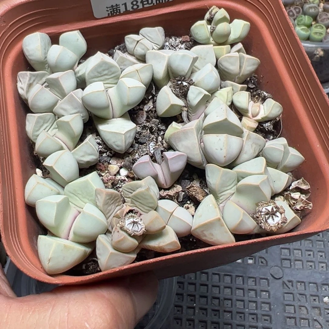 【闪购商品】 155。