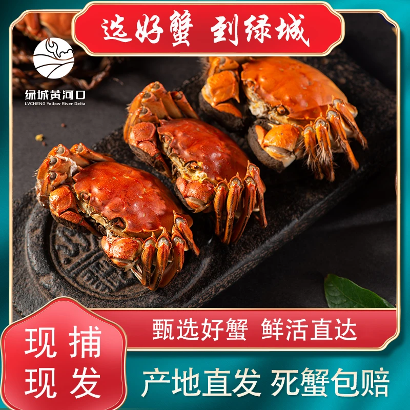 绿城黄河口【活蟹】绿城黄河口母蟹1.8-2两10只