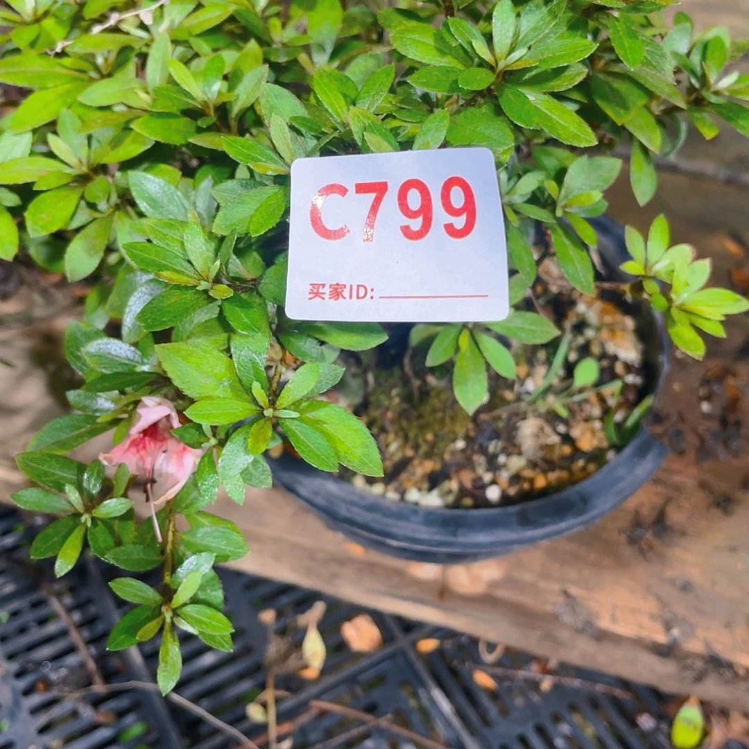 二***一直播时间一直一直