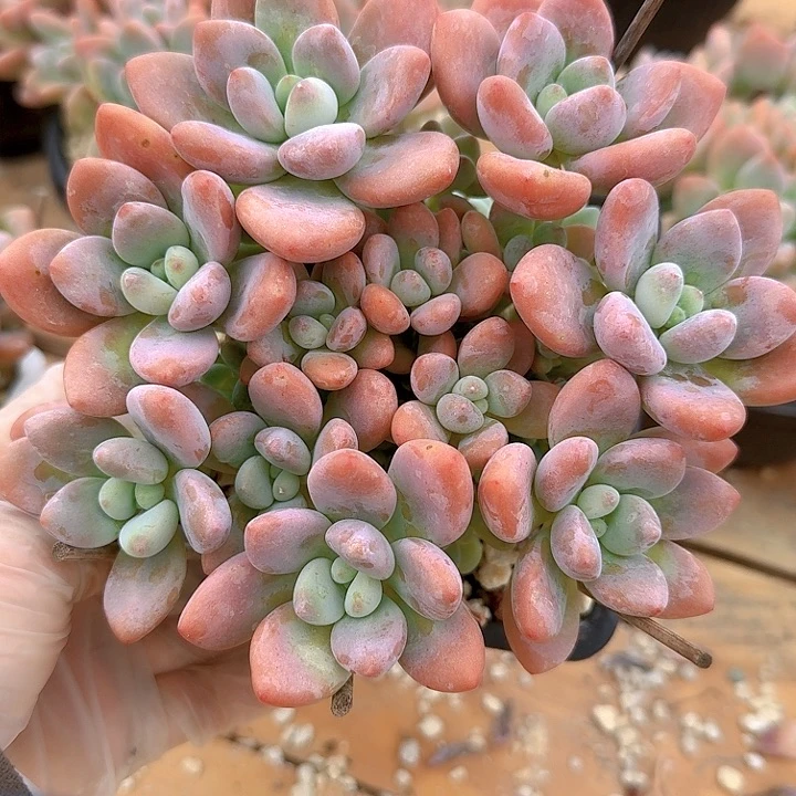 红洛神多肉提供物美