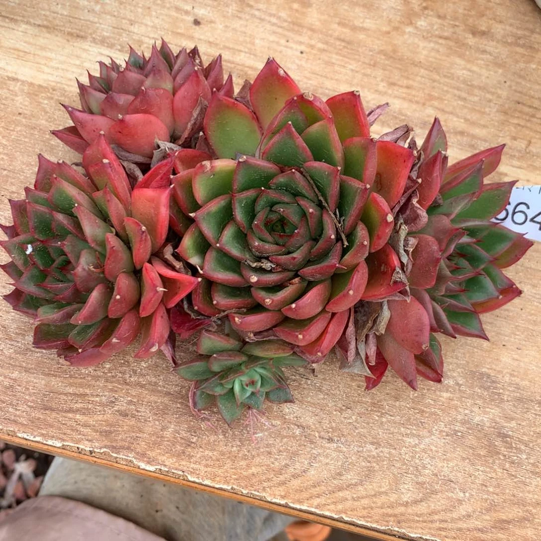 米**?6644杂交精品基地14厘米