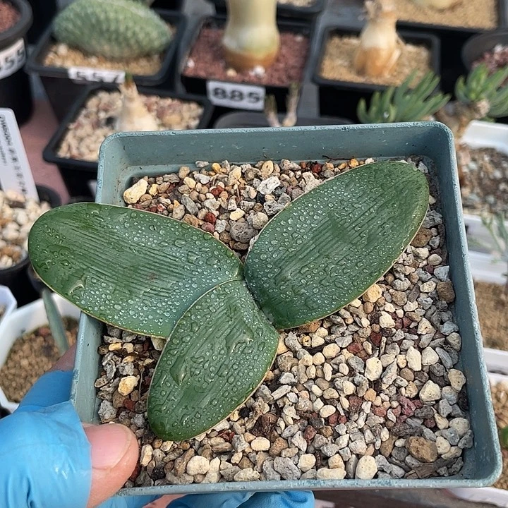 851产地蕾丝灯台百合