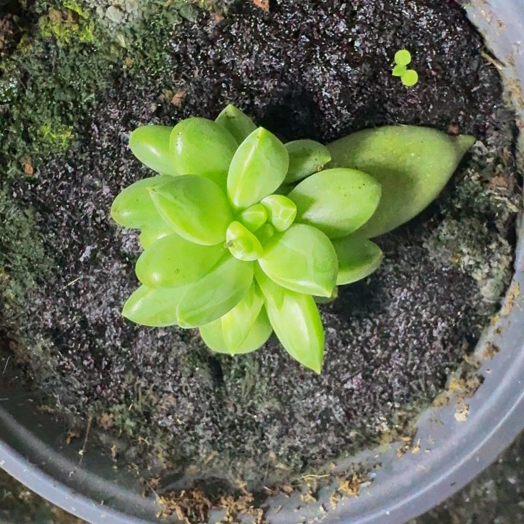 红牵手 叶插 一物一拍