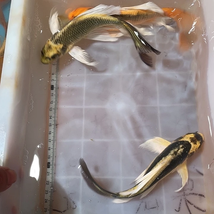 蝴蝶鲤鱼渔场直发16