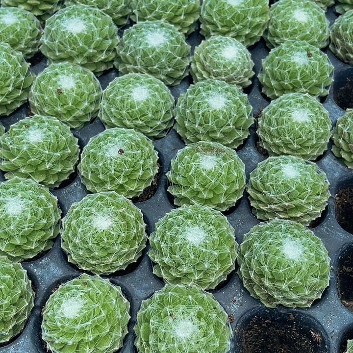 小猪丝卷卷1元带土