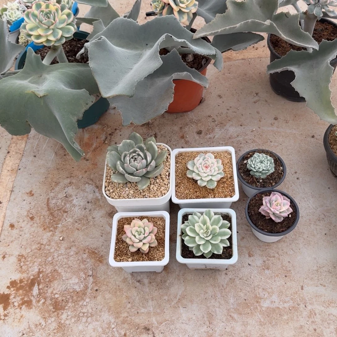 惠***主九颗肉肉10级福利九折