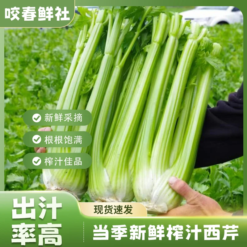 山东现摘现发水果榨汁专业西芹脆嫩当季产地直发京东整箱包邮寿光