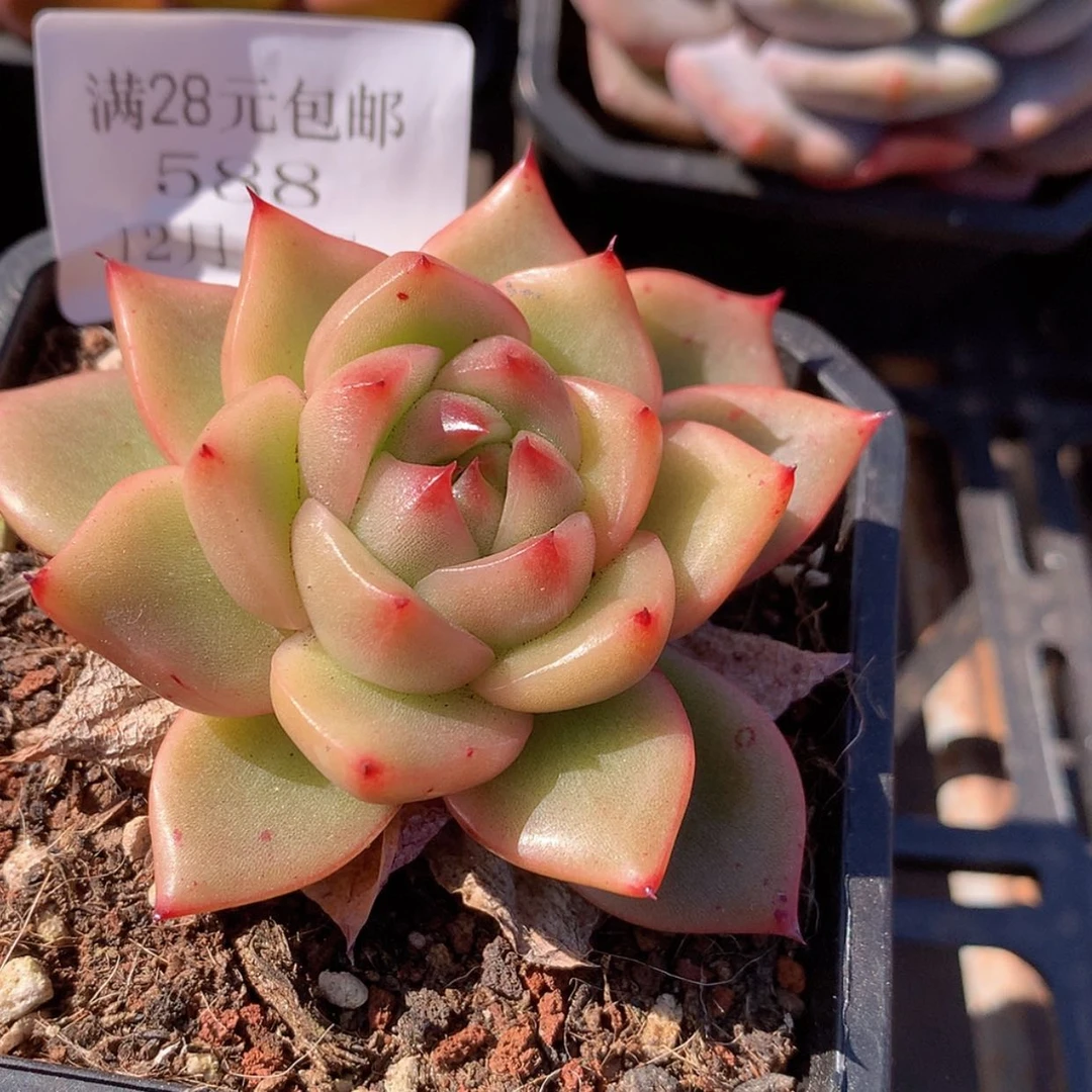 【闪购商品】云588号珍妮5厘米