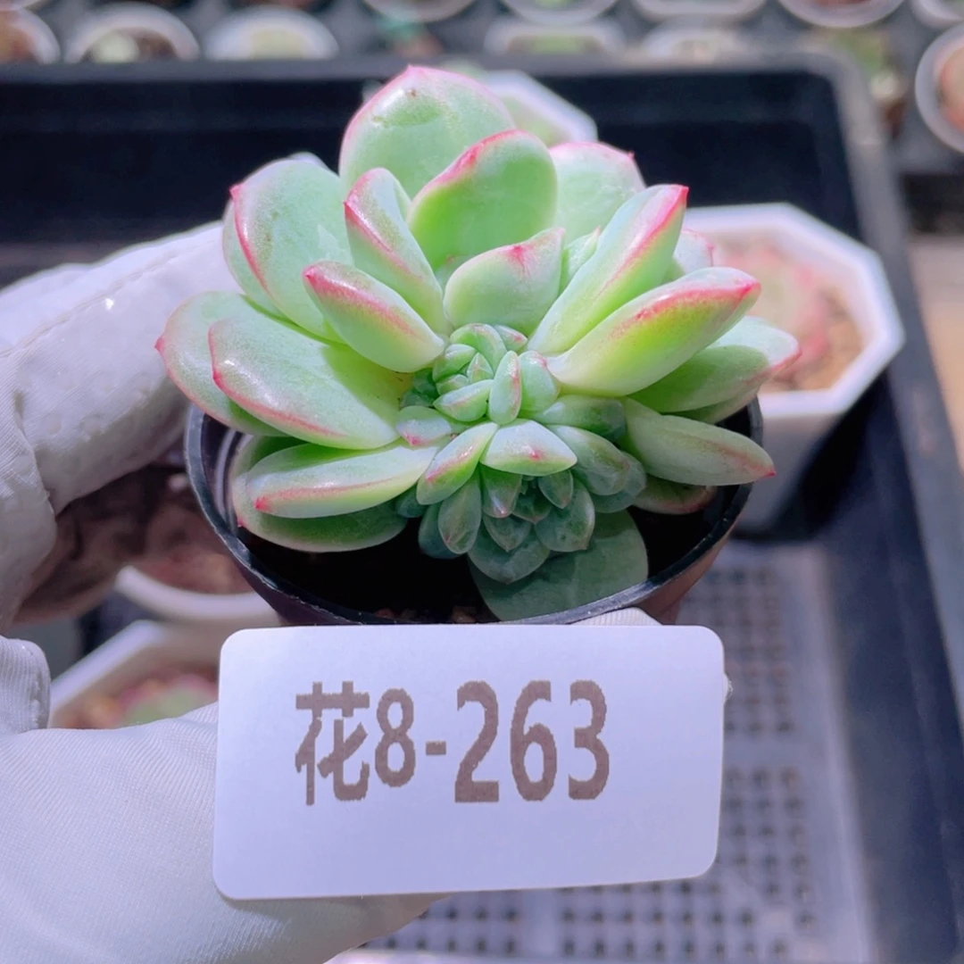 花利美8-263新品