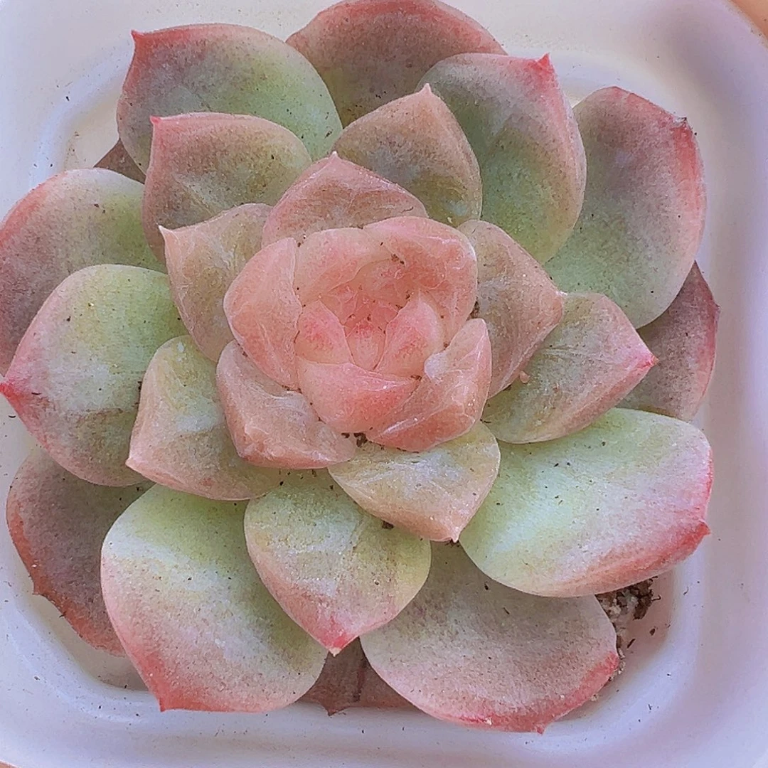 梦幻泡影19包邮多肉