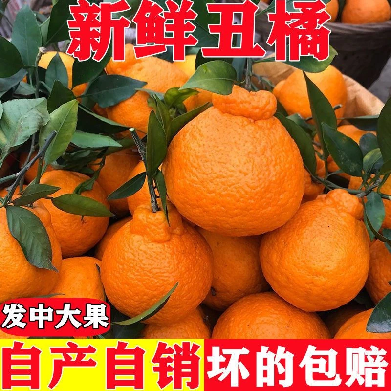 秦岭高山丑橘丑八怪桔子5斤装当季新鲜水果酸甜多汁非耙耙柑