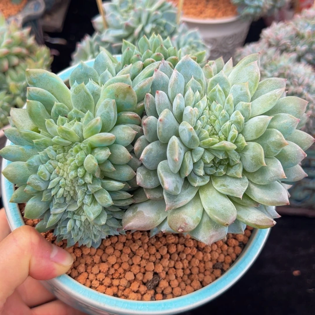 新年快乐新年绿体