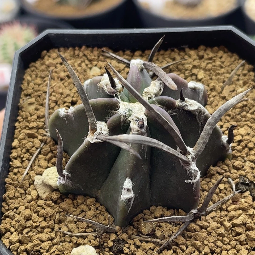 狂刺水牛角大凤玉仙人球