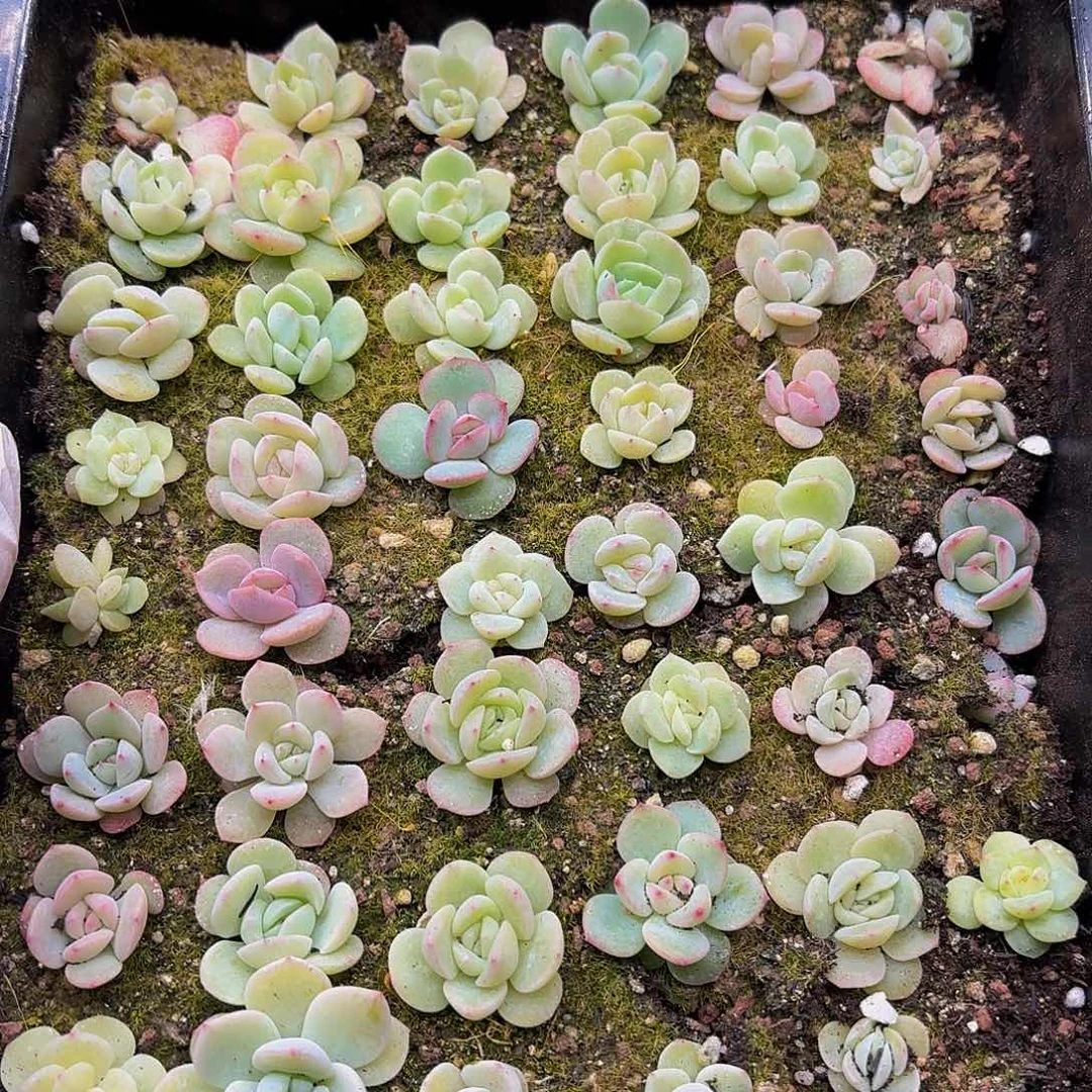 M****✨多肉植物多肉植物22