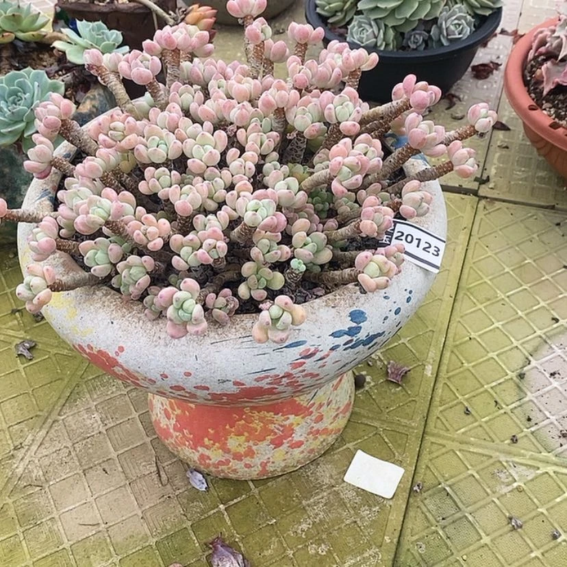 【闪购商品】多****喵罗琦20123