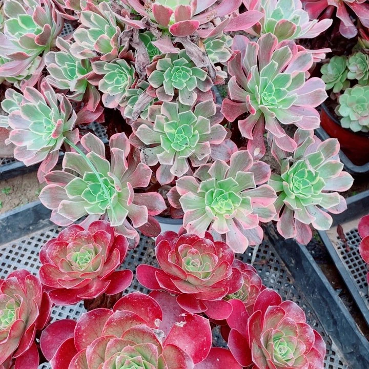多肉植物组合024