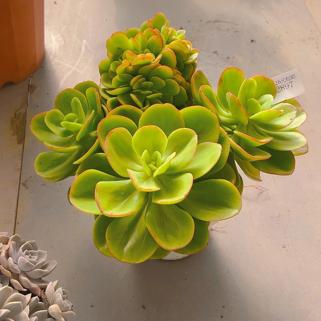 各***好2897红梅多肉植物