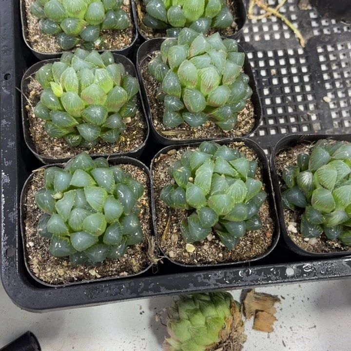 蓝镜玉露 带盘发货