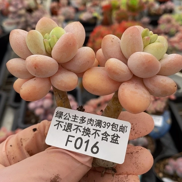 橘子香水洛神016多肉植物