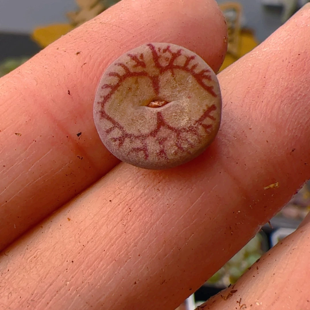 【闪购商品】0000000022毛杂