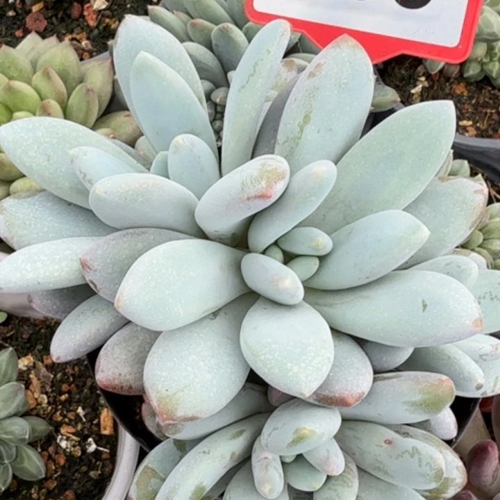 大叶橙龙一物一拍693