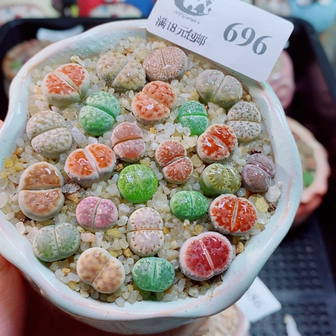 生石花花花花开了696