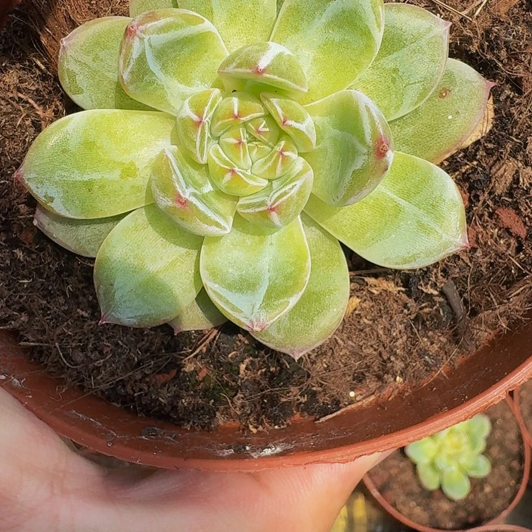 雪花 珍妮  一物一拍