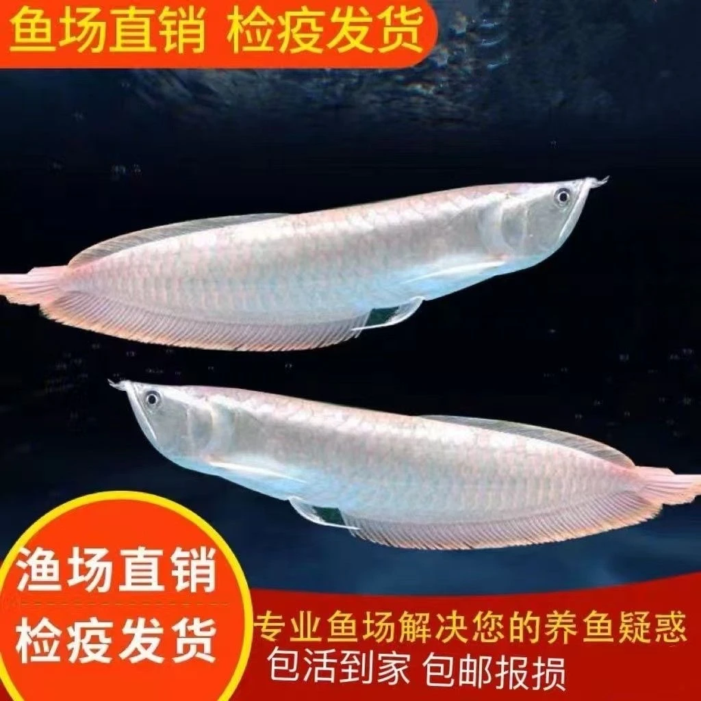 热带风水银龙鱼活体银龙鱼中大型热带淡水观赏鱼苗蓝吉罗