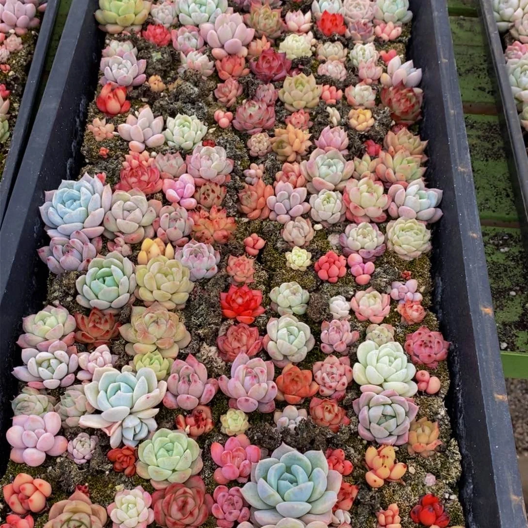 632多肉植物保护研究所所长的时候