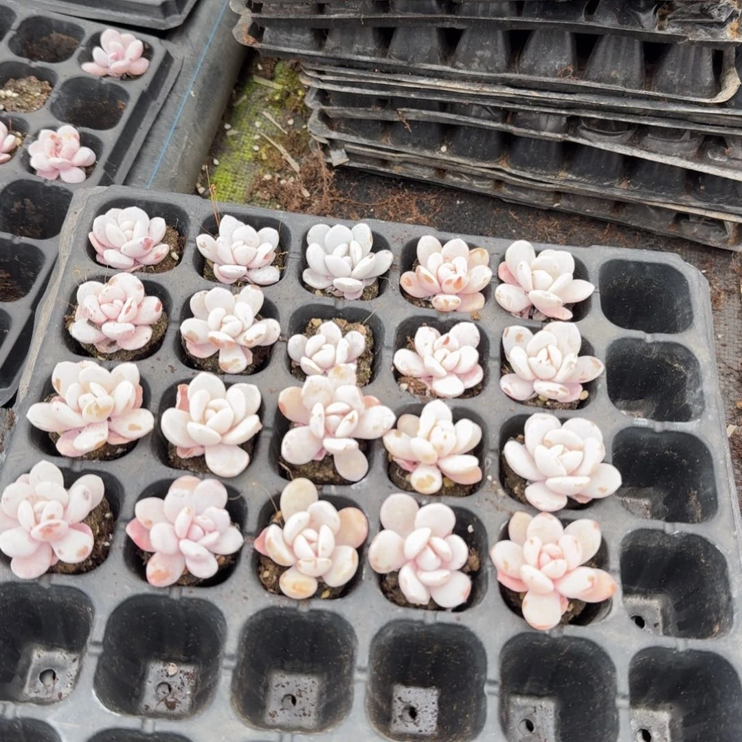 雪莲二十颗量拍发货14-6