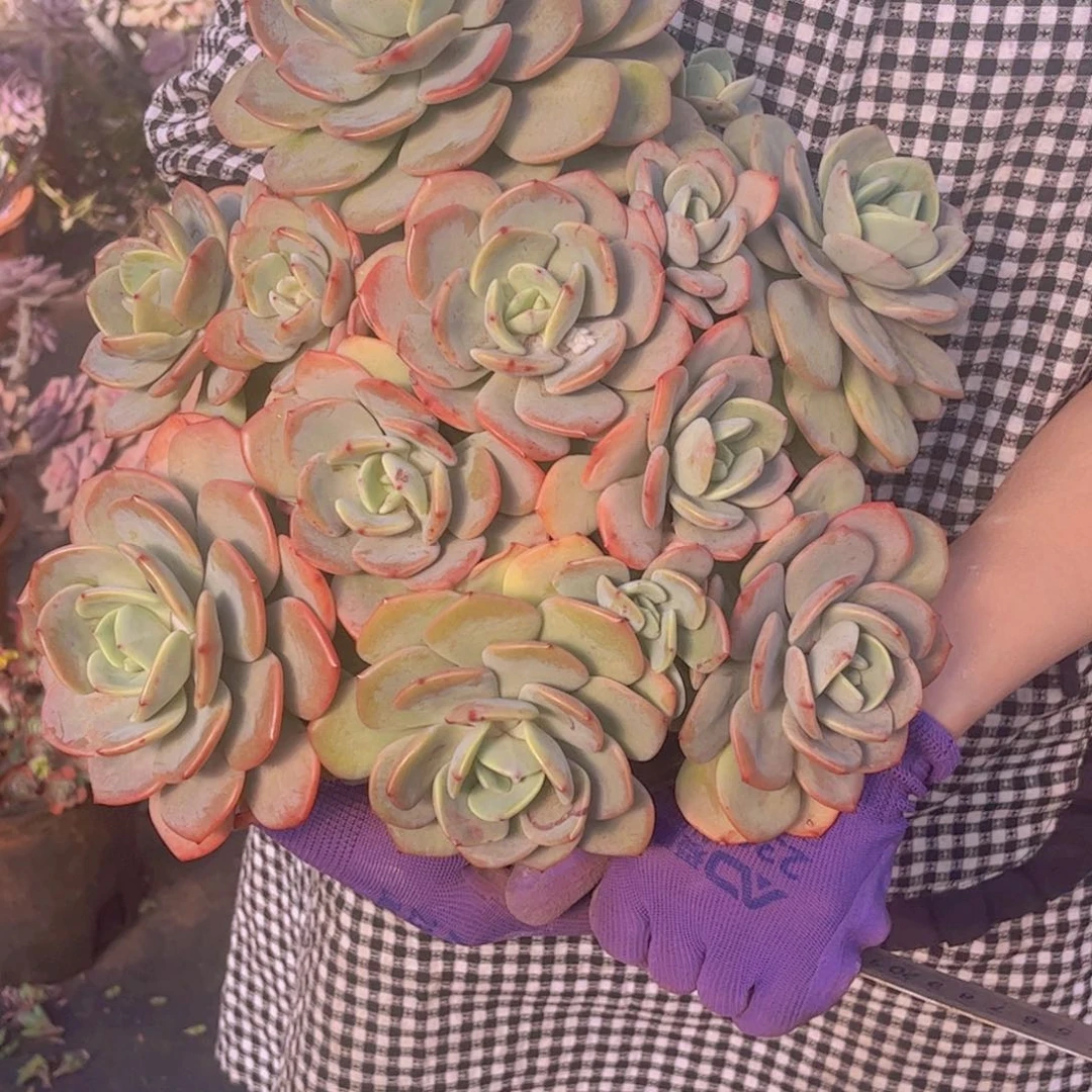 千山雪一单包邮发