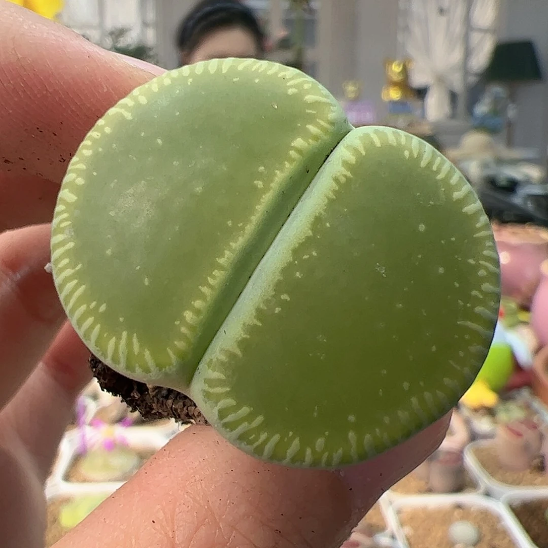 【闪购商品】218 绿光阳