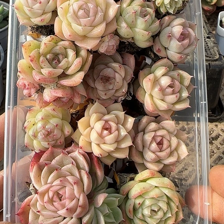 花时光精品多肉285