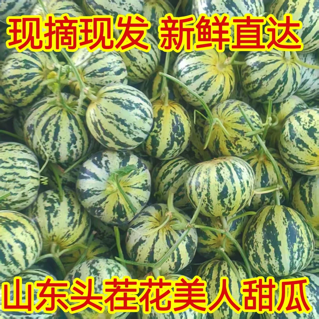 山东产地头茬花美人甜瓜脆甜多汁当季新鲜水果整箱包邮