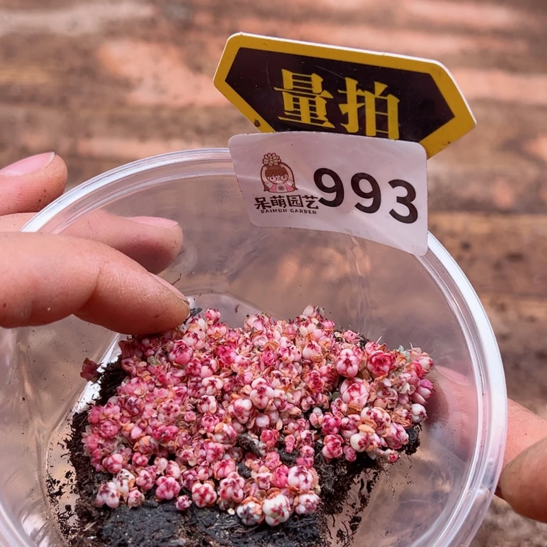 多肉植物多肉植物