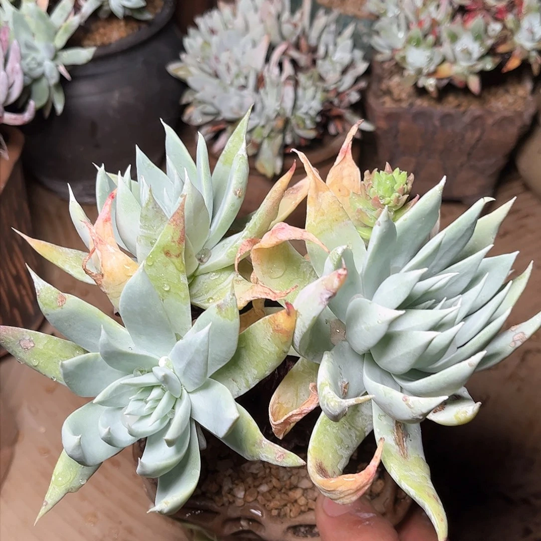 8736牡丹仙女杯多肉