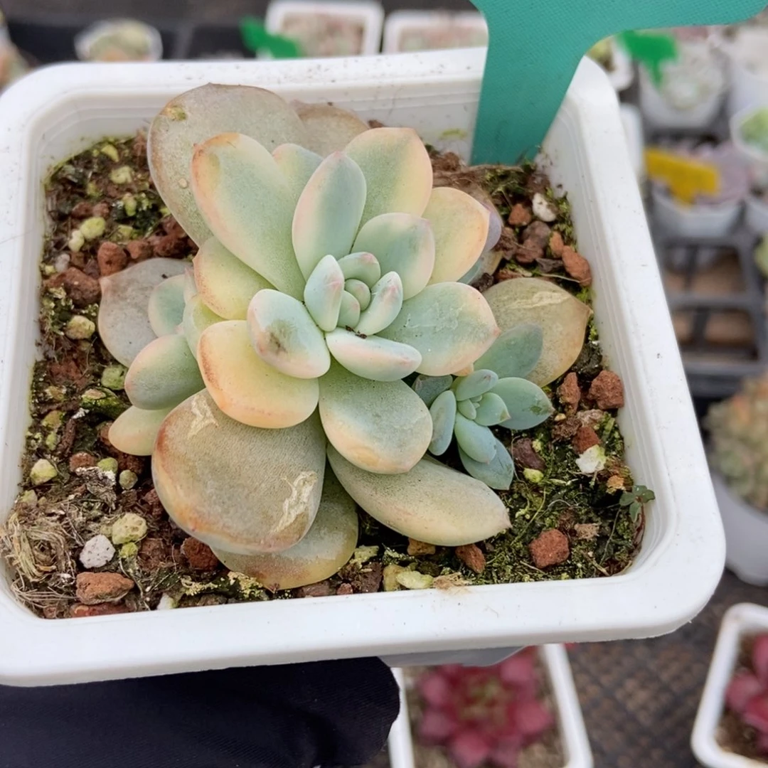 7315梦露锦多肉植物