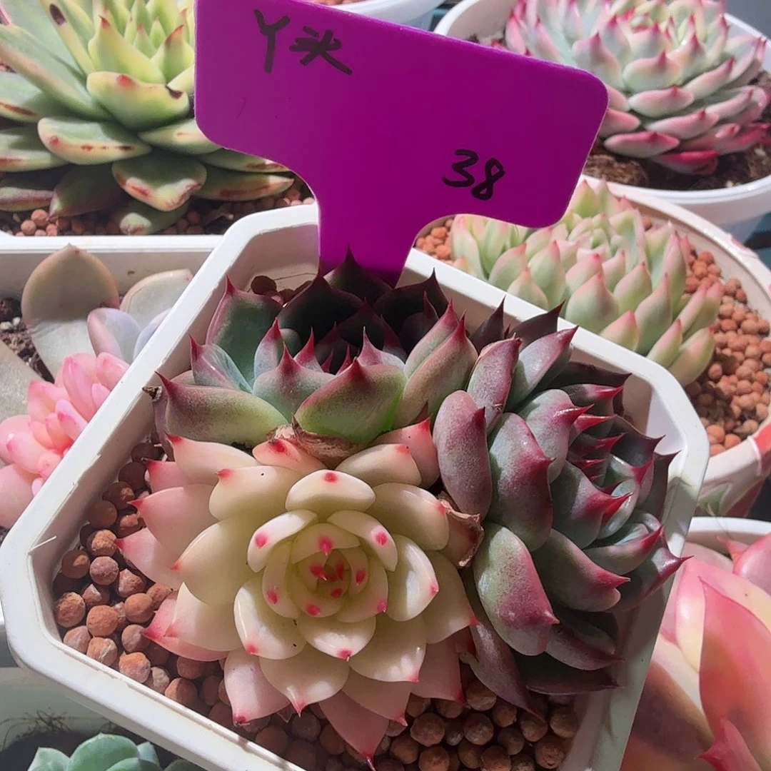 丫**吉娃娃锦，多肉植物阴阳