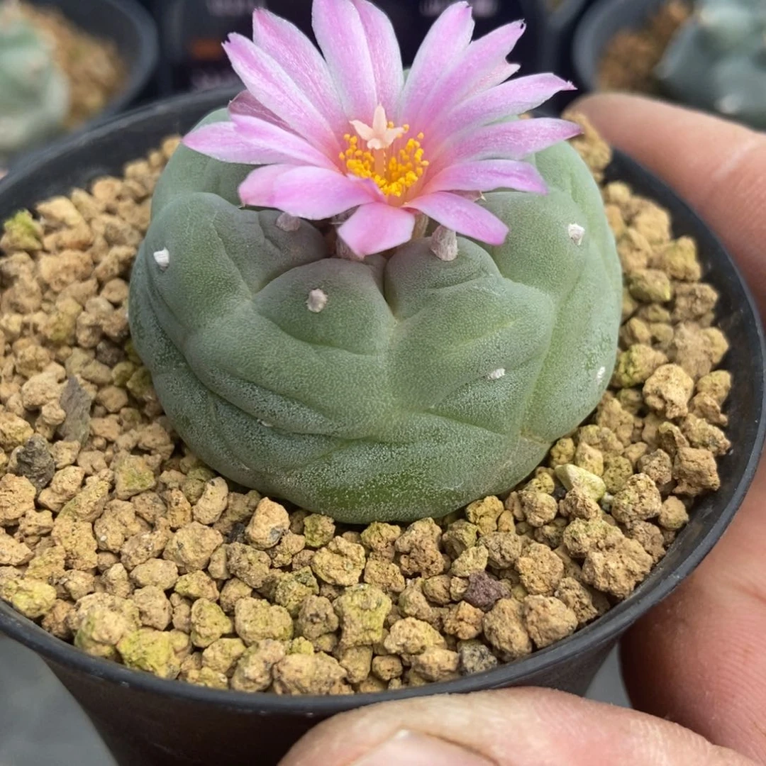 金***宴无刺仙人球开花了，