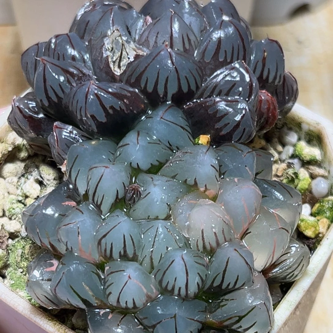 恭喜发财大吉大利513