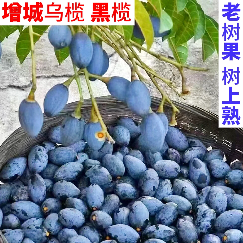 顺丰包邮|增城产地乌榄新鲜采摘老树黑榄左尾西山乌榄黑橄榄榄角