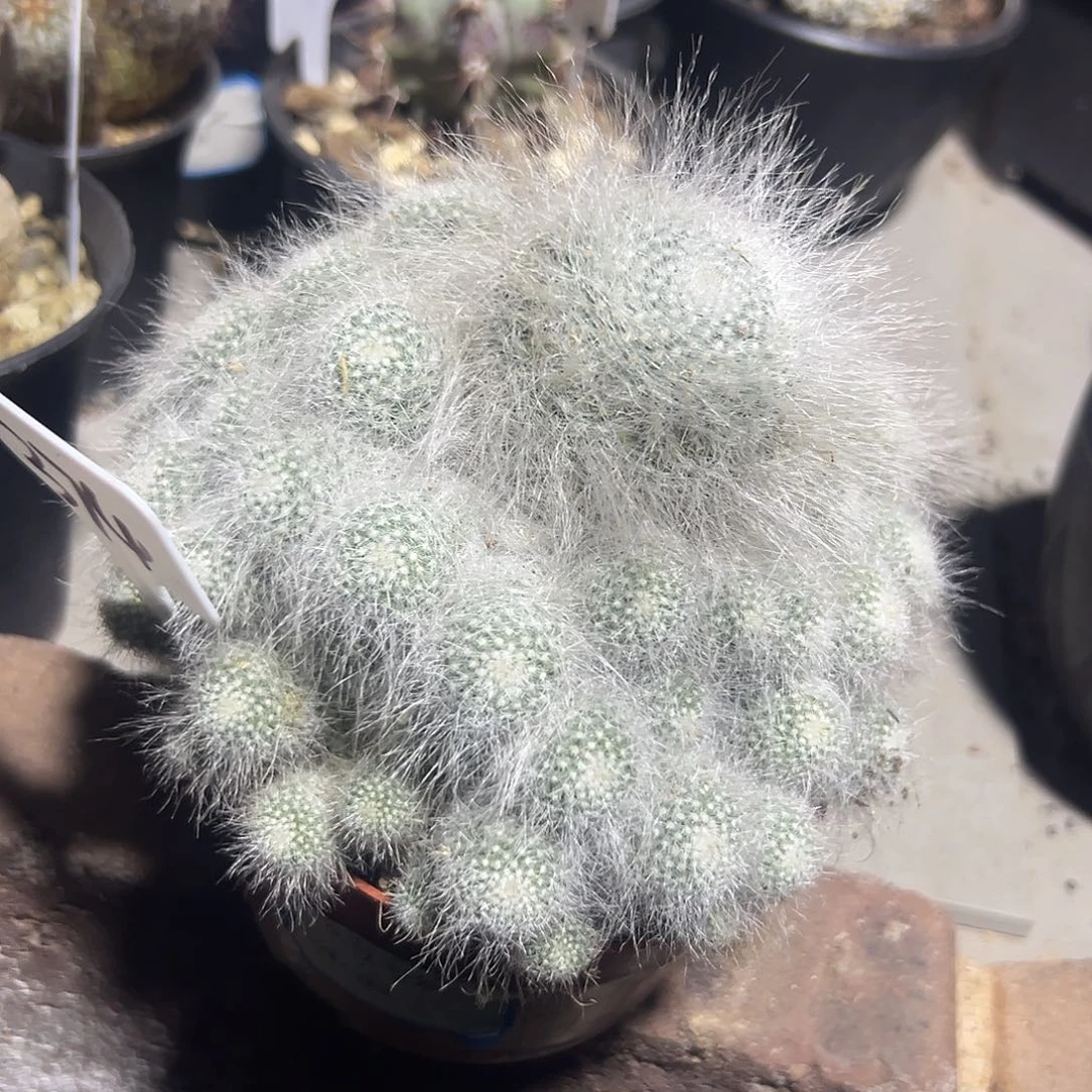 仙人球111111111111111