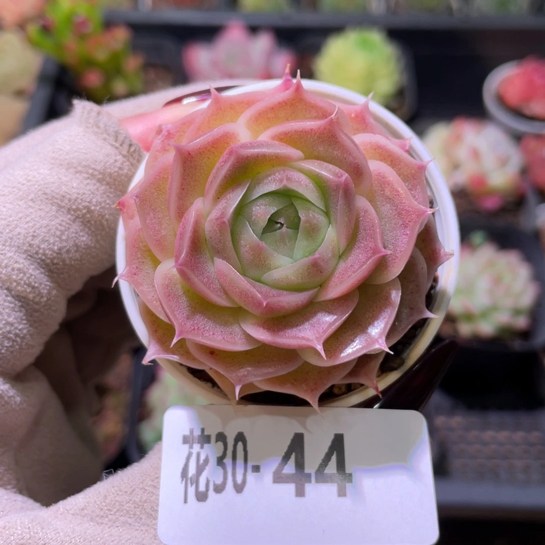 花利美30-44霜瓷单头