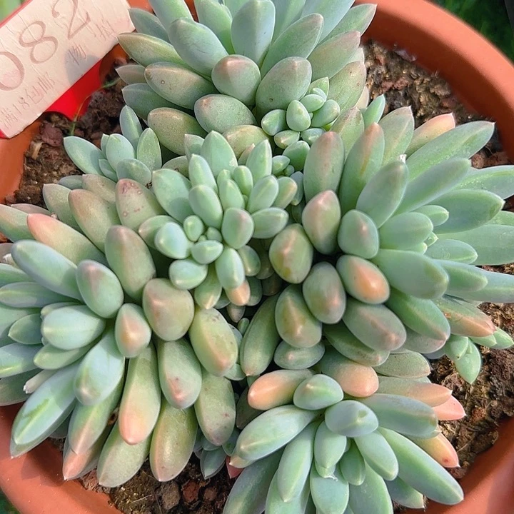 082彩体奶糖多肉植物