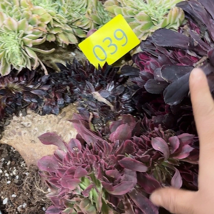 多肉植物福利039