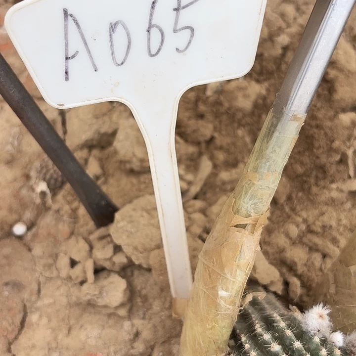 蹦****蹬A065,305瑕疵无售后