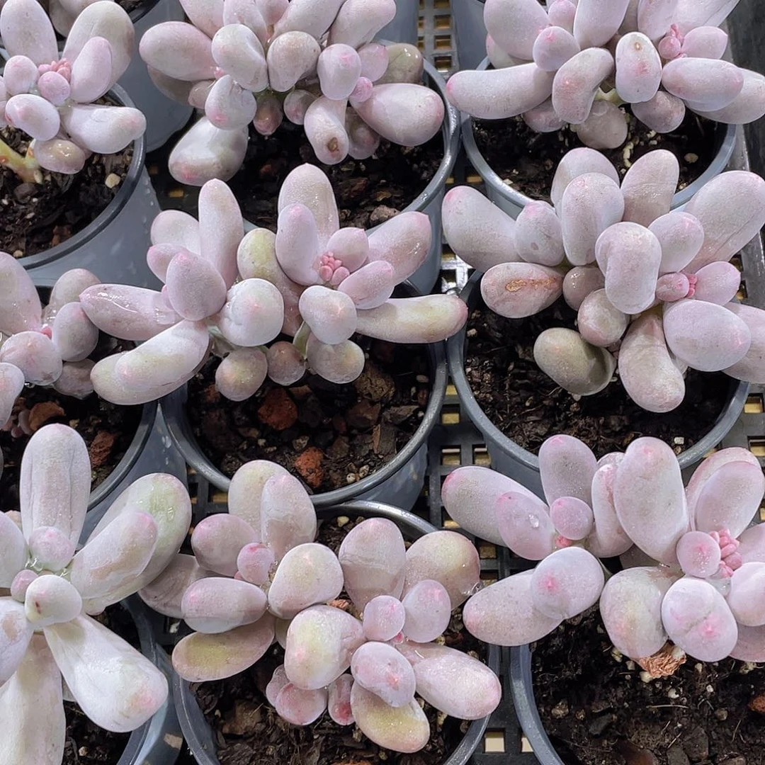 量拍122号 米可奶酪双头一个